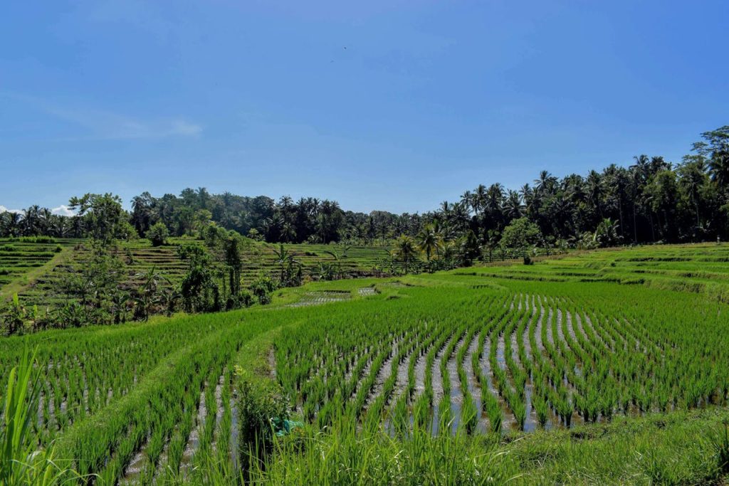 Tabanan and Jatiluwih in Bali
