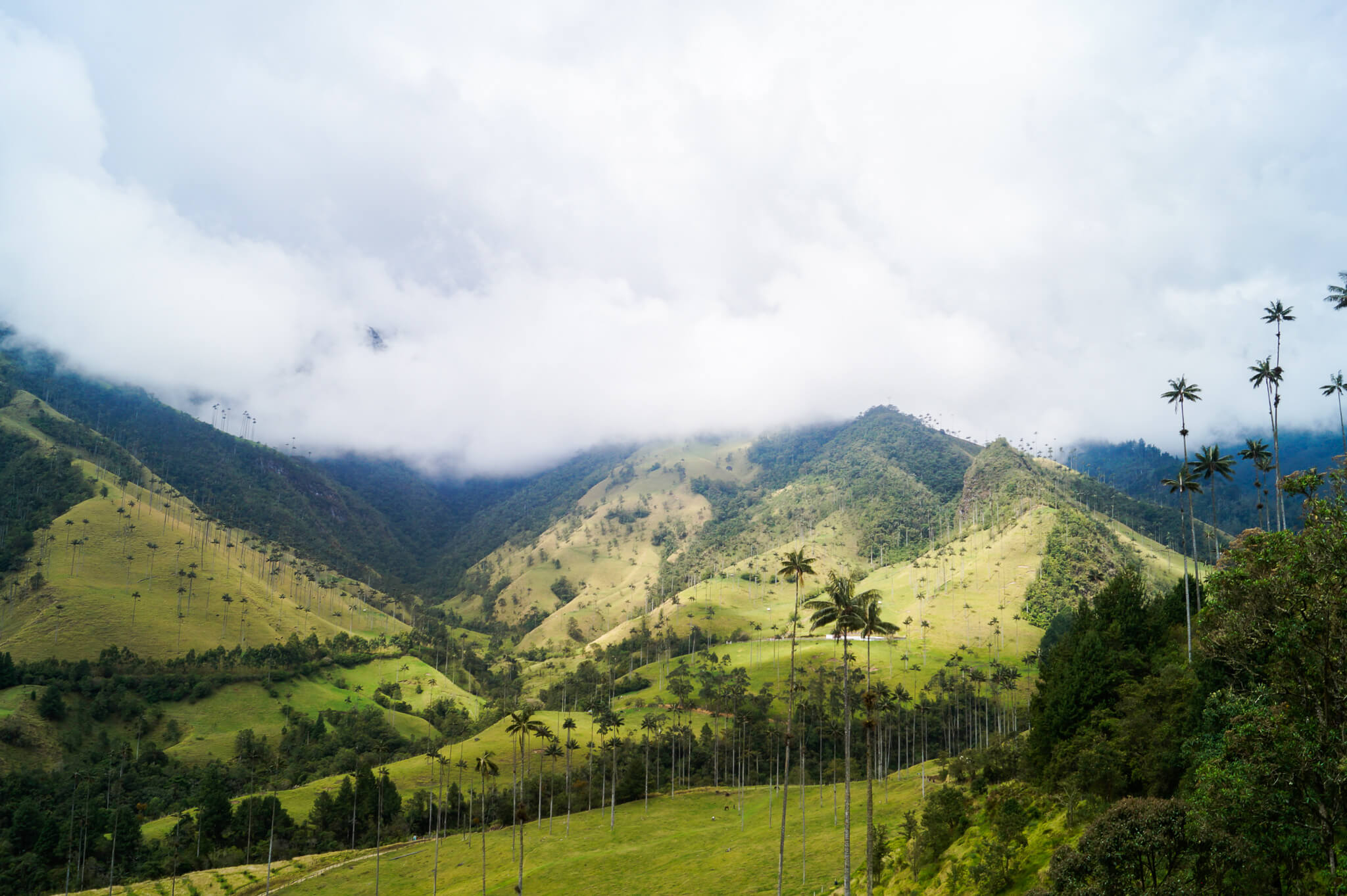 Colombia valle de cocora