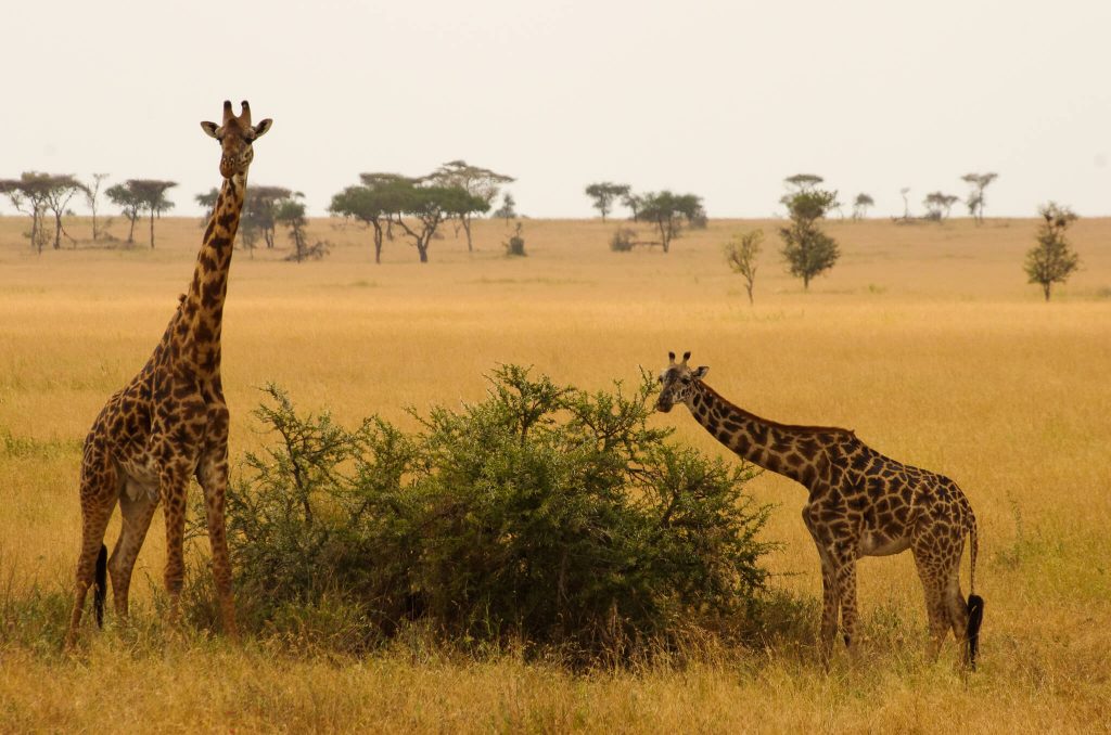 travel route Tanzania