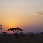 serengeti safari nature
