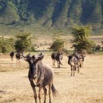 wildebeests tanzania