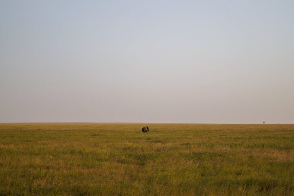 plains serengeti