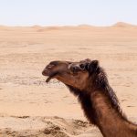 dromedary Abu Dhabi