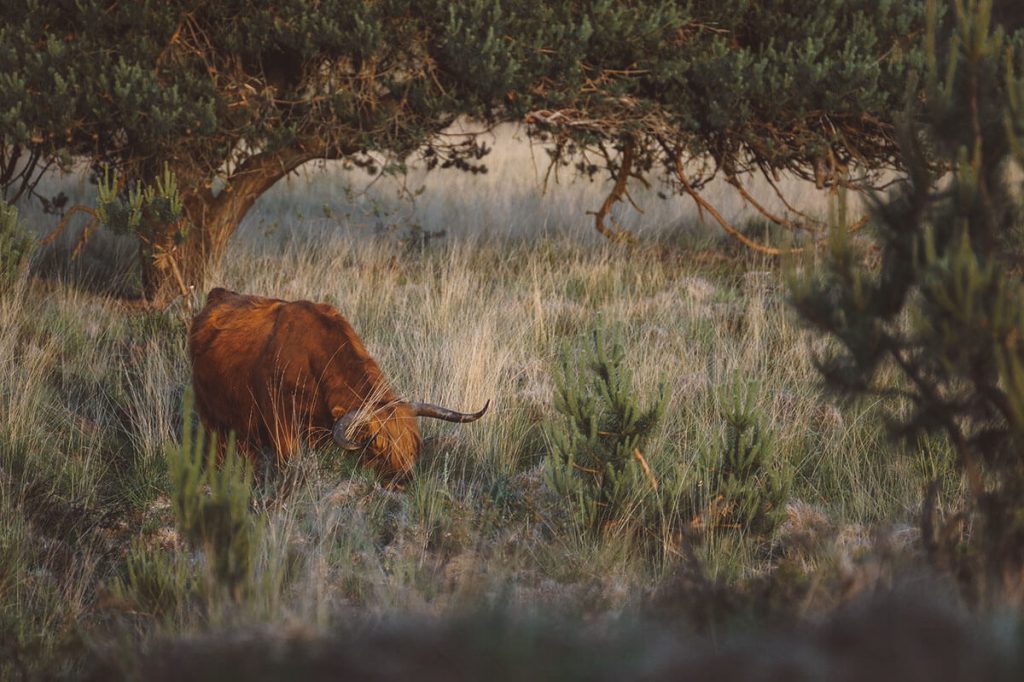 Big Five Veluwe
