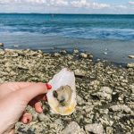 oysters Yerseke