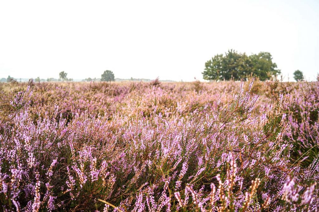 Most beautiful places North Veluwe