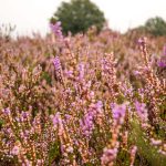 Purple Heath Veluwe North