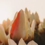 Bulb region visits