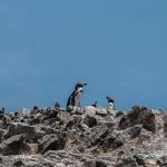 Penguins Ballestas Islands