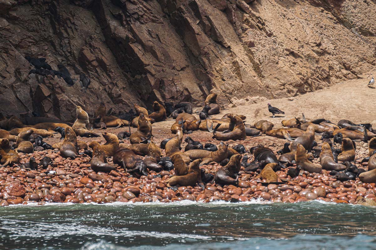 Ballestas eilanden boottocht Paracas