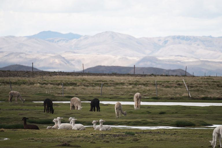Alpacas in the Colca Canyon, Travel Tips for Peru