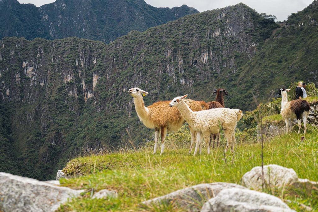 Travel tips Peru