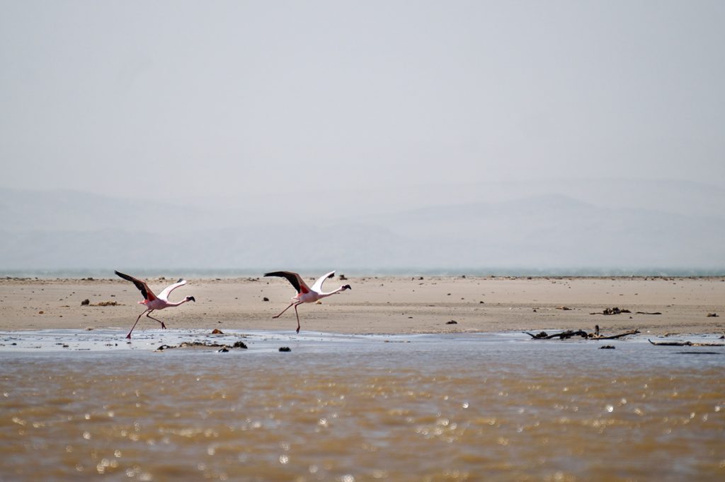 What to do in Lüderitz Namibia