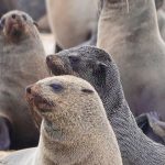 Kayaking fur seals Swakopmund
