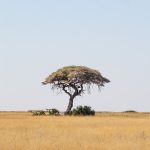 Salvadora Etosha
