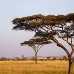 Tanzania travel tips