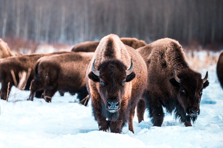 Elk Island National Park
