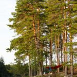 Wild camping Glaskogen Nature Reserve