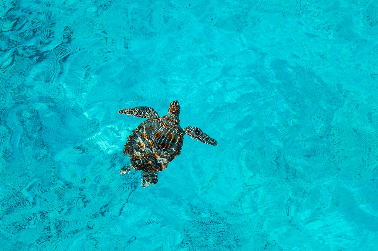 Curacao snorkeling tips beaches sun vacation