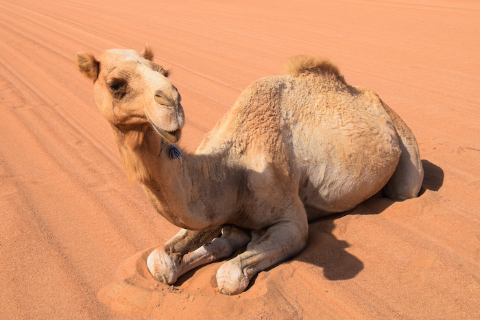 round trip Oman Travander