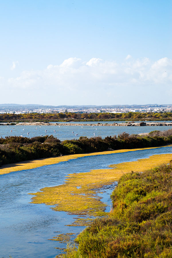 Salinas y Arenales de San Pedro del Pinatar nature reserve