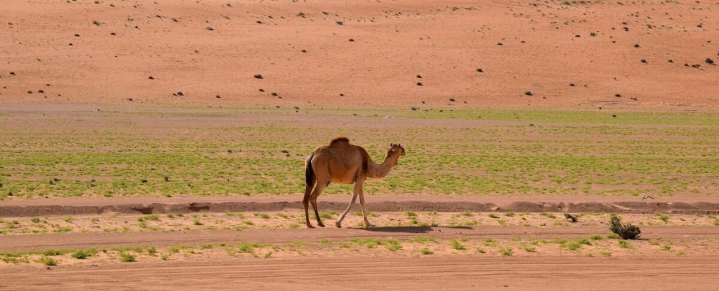 wahiba sands desert