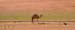 wahiba sands desert