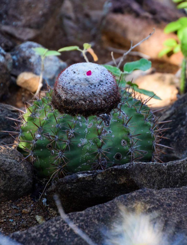 Cactus on Bonaire