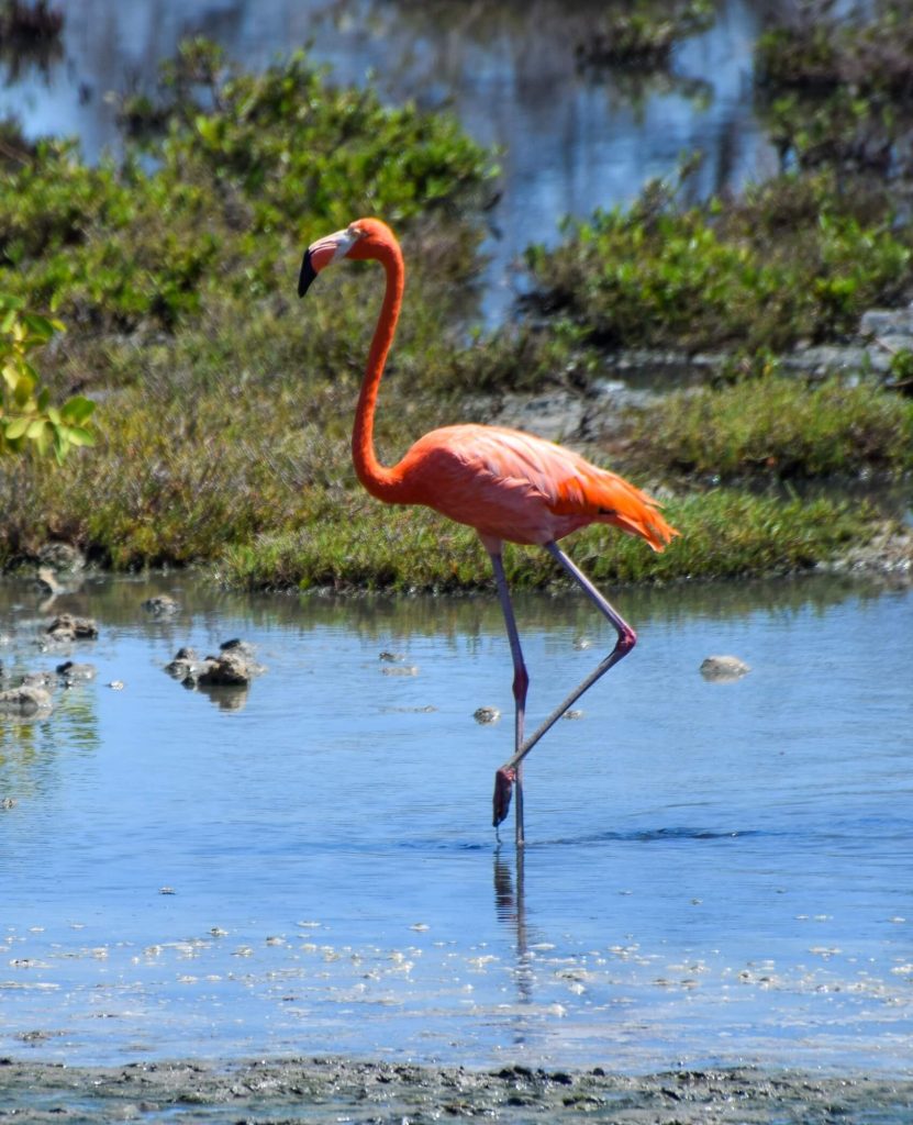 Flamingo's Bonaire see and do