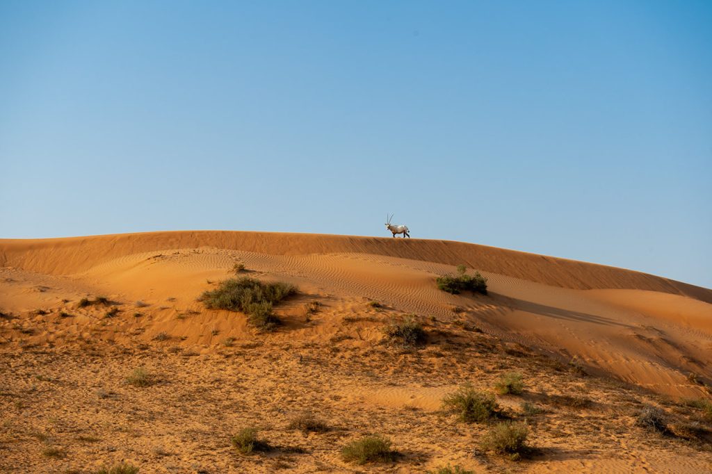 What to do in Ras al-Khaimah