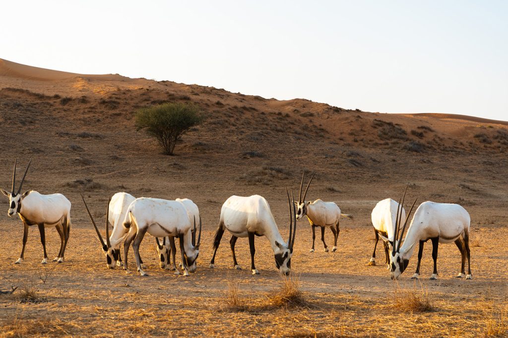 Travel tips Ras al-Khaimah