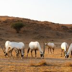 Travel tips Ras al-Khaimah