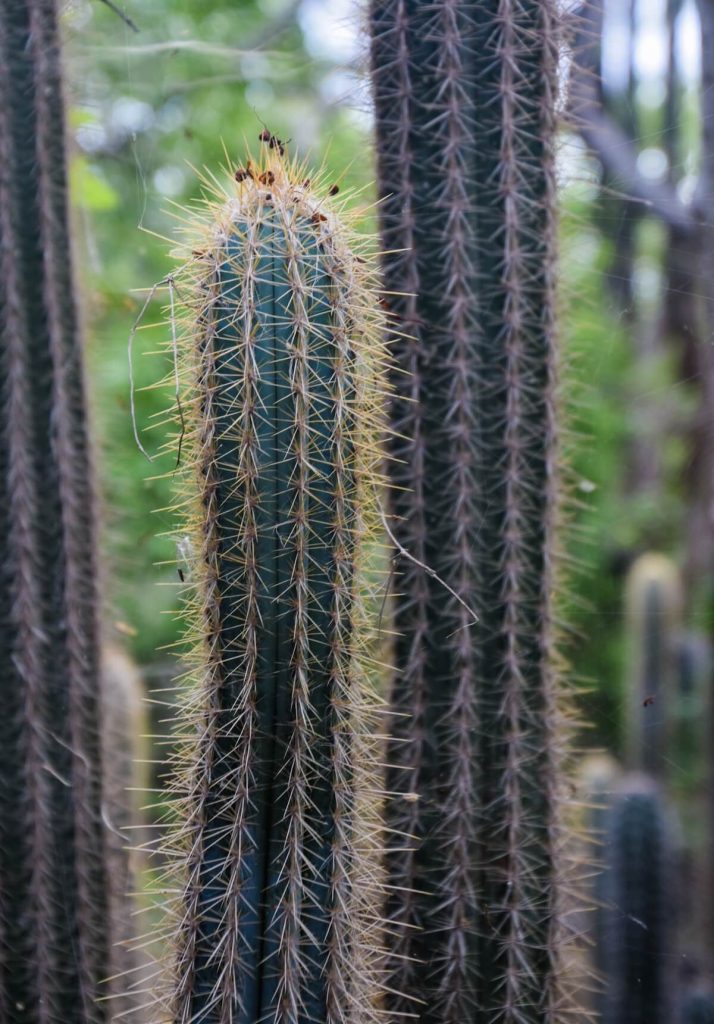 kadushi cactus Bonaire