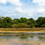 natural-water-pool-wilpattu