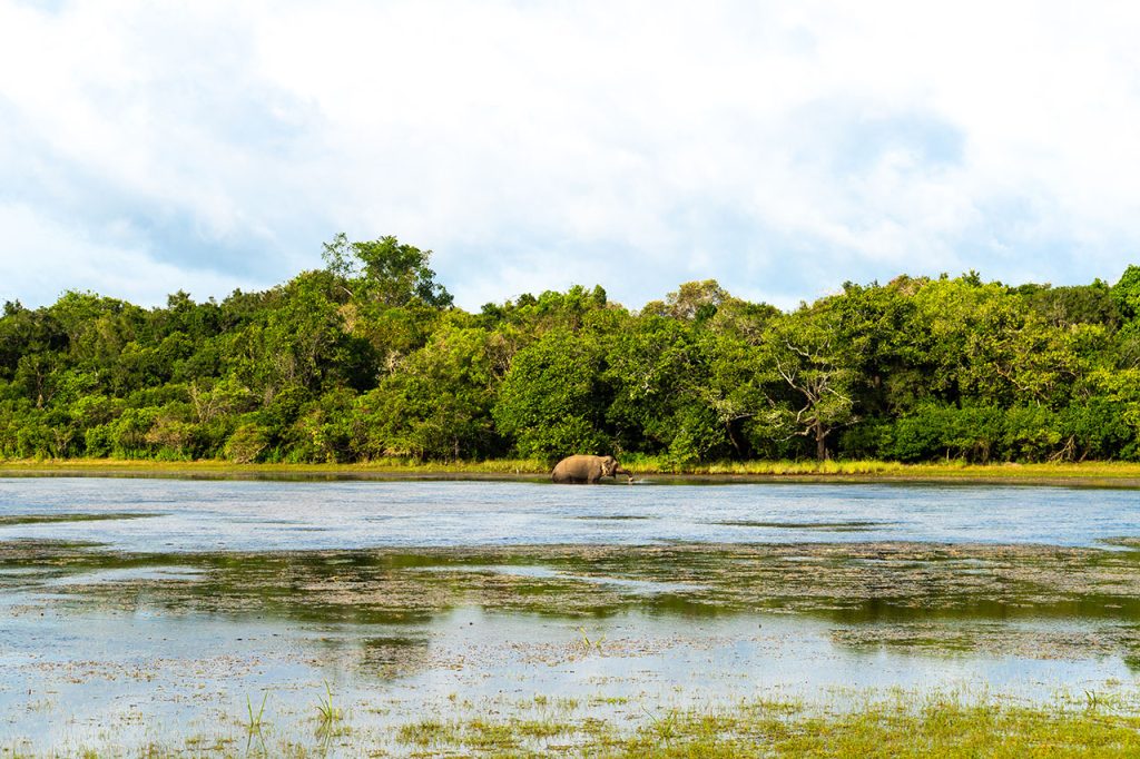 on-safari-wilpattu-national-park-sri-lanka