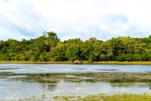 on-safari-wilpattu-national-park-sri-lanka