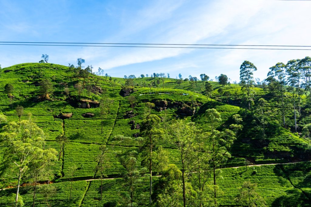 tips-what-to-do-nuwara-eliya-sri-lanka