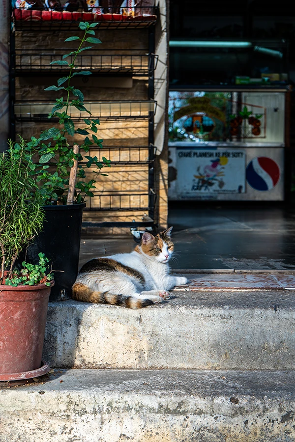 A city scene from Tirana: a cat in front of a store