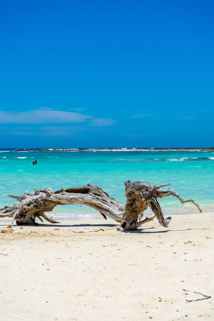 A dead tree trunk on Baby Beach creates an idyllic scene