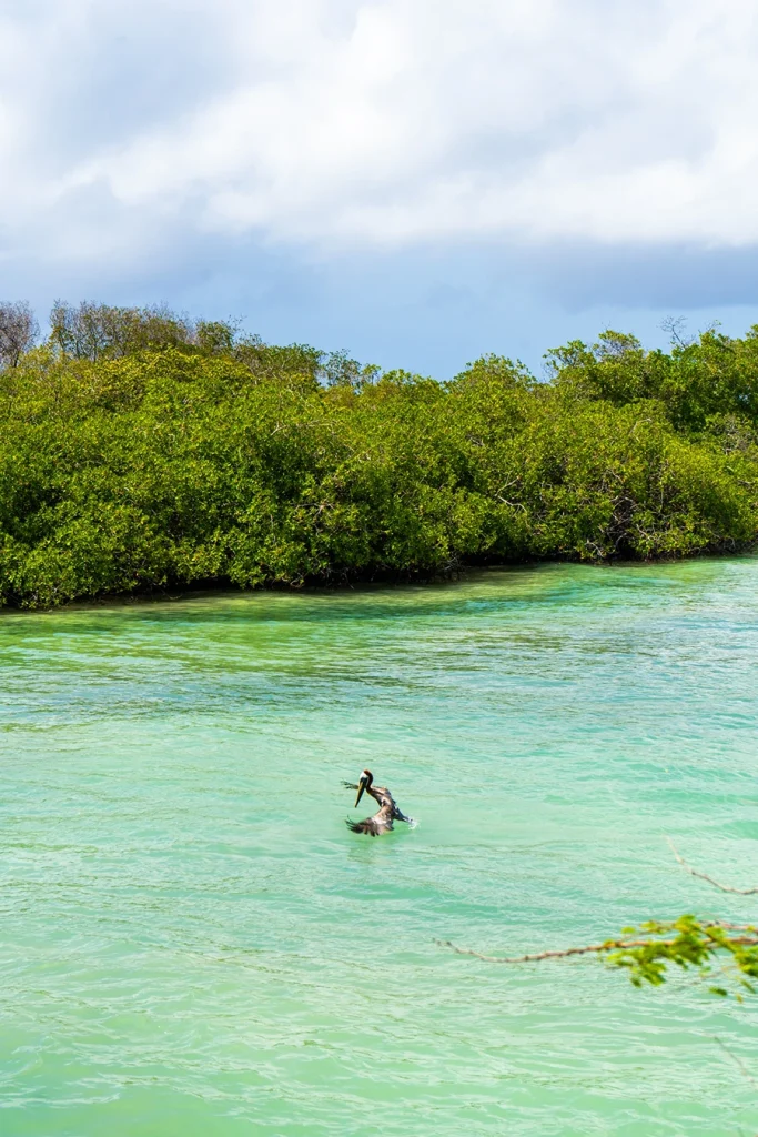 A pelican catching fish at Mangel Halto Beach