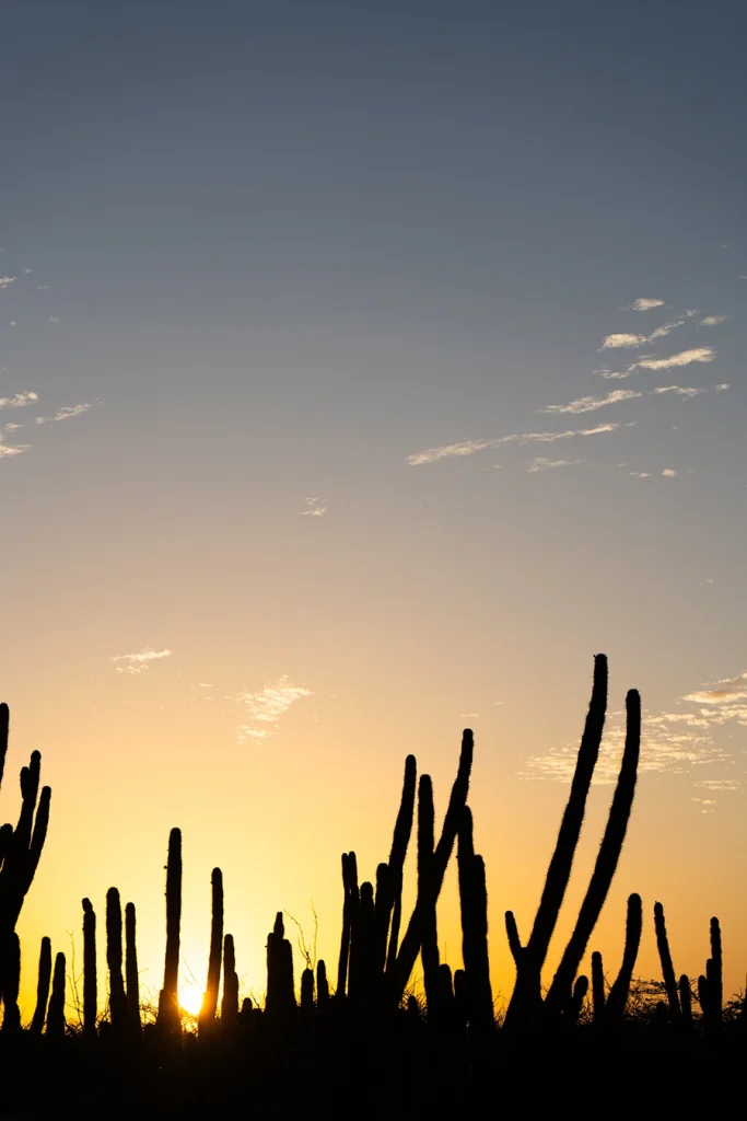 The silhouettes of cacti against the sunset