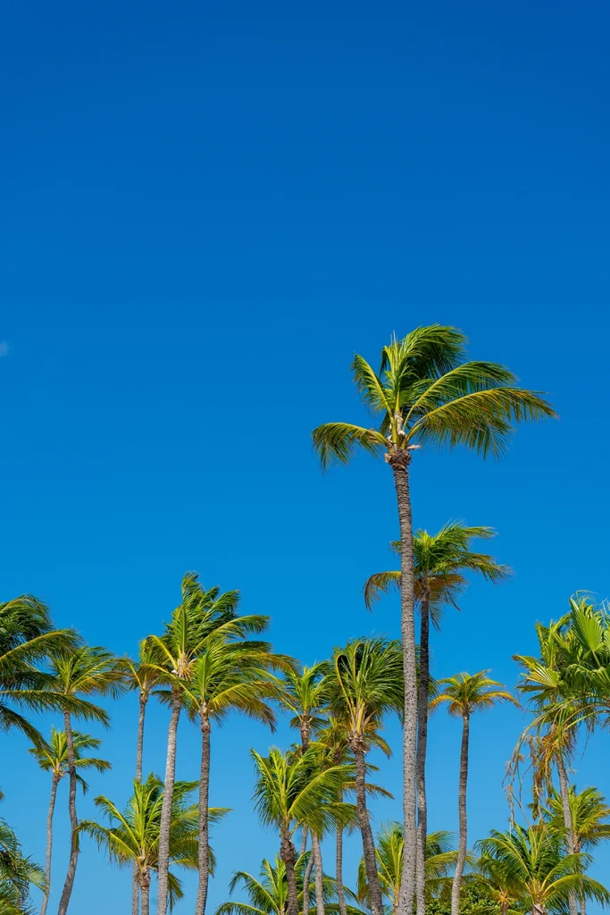 A tropical scene from Aruba with palm trees