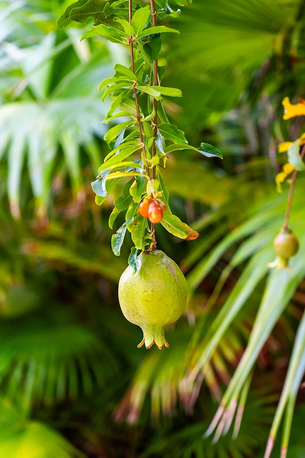 Fruit tree in Boardwalk's tropical garden