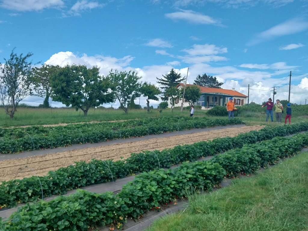 Loire Cooking Trip: Picking Fresh Vegetables