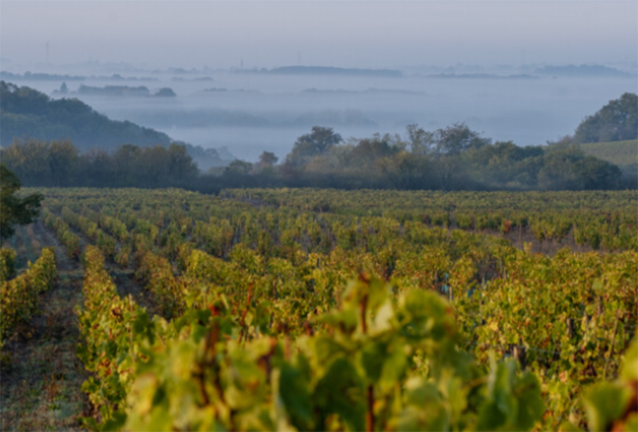 Loire Valley Cooking Tour at the Juchepie Winery