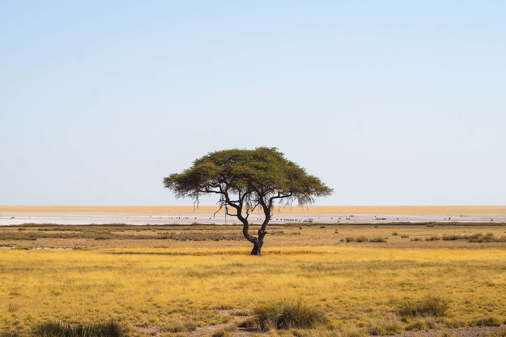 The best travel tips for a vacation in Africa, such as a safari in Tanzania or an adventure in Namibia
