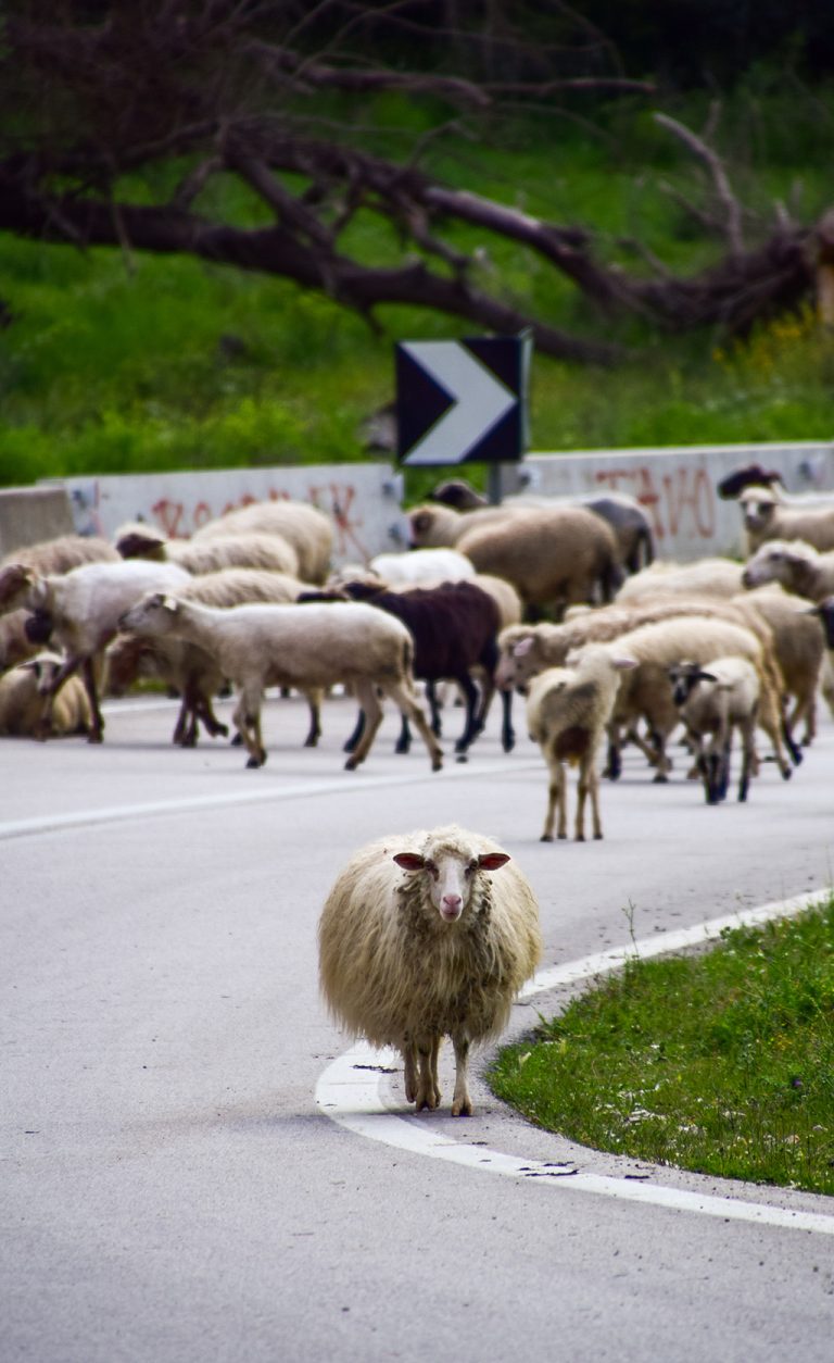 Travel Tips for Albania: Sheep on the Road During a Road Trip Through Albania