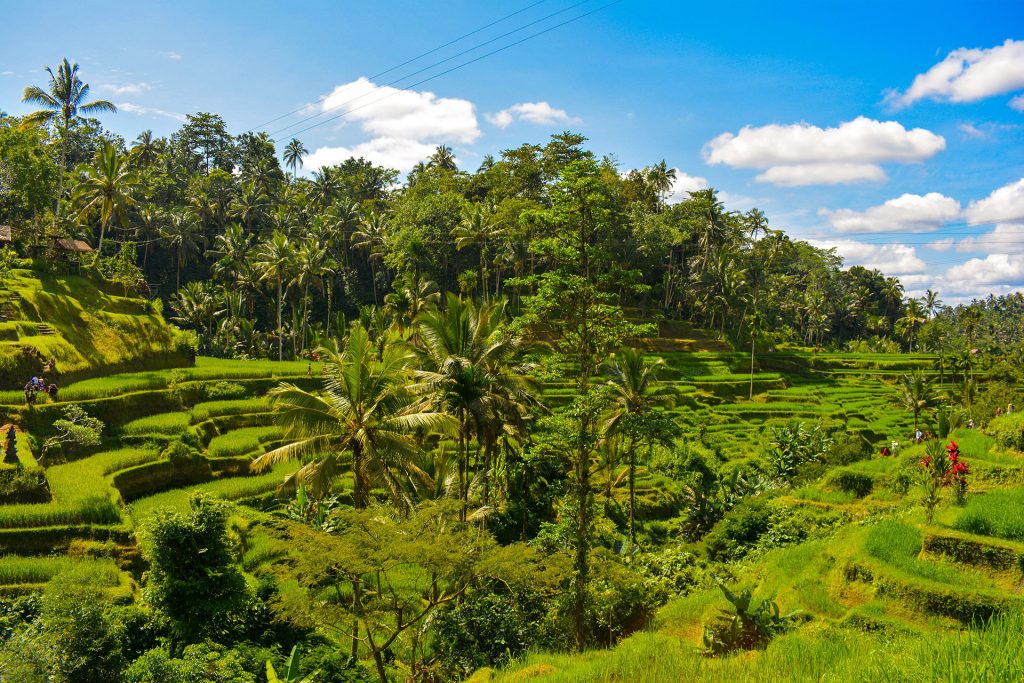 Travel Tips for Bali: A Visit to the Rice Fields in Bali