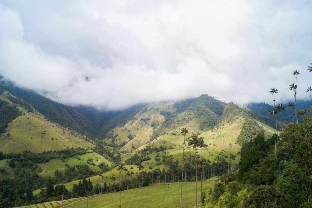 View of the Valle de Cocora with palm trees towering several meters high, the best travel tips for Colombia from Travander