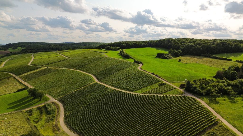 Travel Tips for Luxembourg: A Visit to the Moselle Region, a Wine Region in Luxembourg